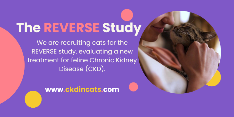 TriviumVet launch The REVERSE CKD Study recruiting cats with Chronic Kidney Disease (CKD) 